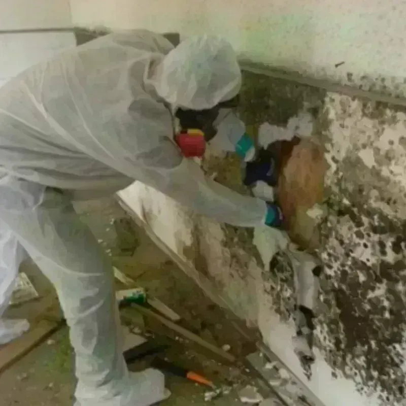 Mold Remediation and Removal in East Williston, NY